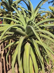 Aloe thraskii