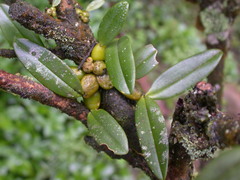 Bulbophyllum griffithii
