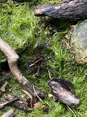 Artoriinae