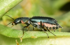 Clanoptilus abdominalis