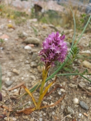 Anacamptis pyramidalis