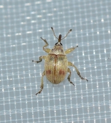 Corimalia tamarisci