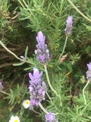Lavandula