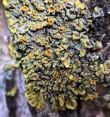 Xanthoria parietina