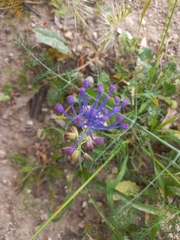 Muscari comosum