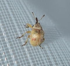 Corimalia tamarisci