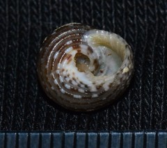 Clanculus cruciatus