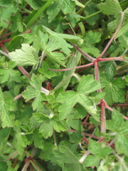Geranium seemannii