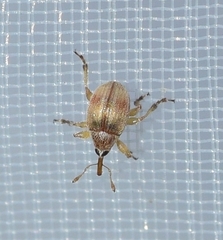 Corimalia tamarisci