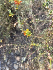 Acmispon glaber glaber