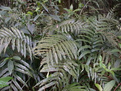 Bolbitis angustipinna