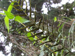 Bolbitis angustipinna