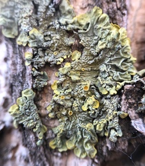 Xanthoria parietina