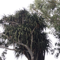 Aloidendron