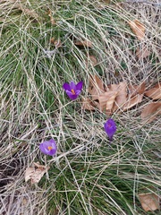 Crocus neapolitanus