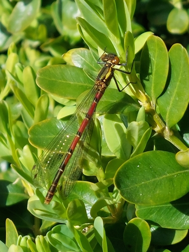 Large red damselfly