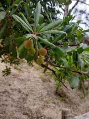Arbutus unedo