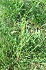 Lathyrus pannonicus collinus