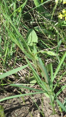 Lathyrus pannonicus collinus