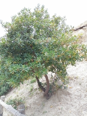 Arbutus unedo