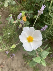 Cistus salviifolius
