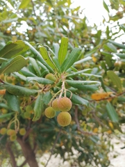 Arbutus unedo