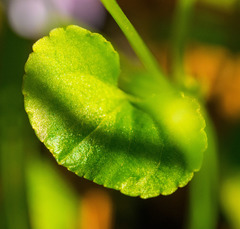 Viola labradorica