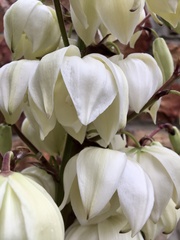 Yucca gloriosa tristis