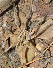 Hogna ferox