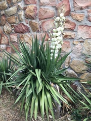Yucca gloriosa tristis