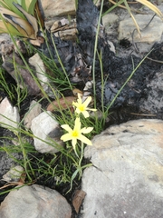 Moraea pyrophila