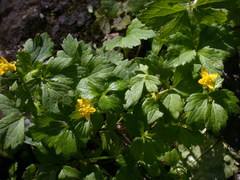 Ranunculus sieboldii