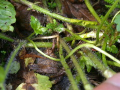 Ranunculus sieboldii