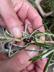 Chrysolina americana