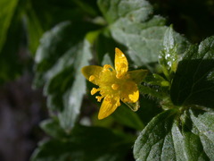 Ranunculus sieboldii