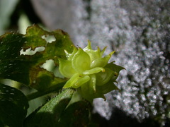 Ranunculus sieboldii