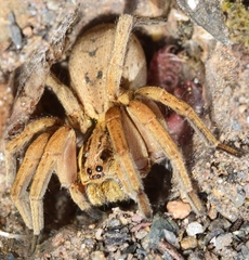 Hogna ferox