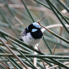 Malurus cyaneus leggei