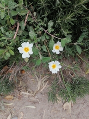 Cistus salviifolius