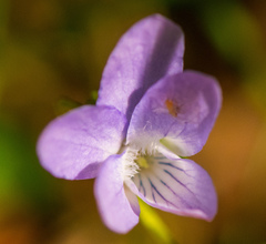 Viola labradorica