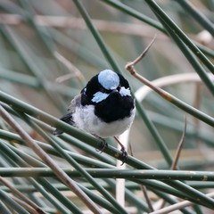 Malurus cyaneus leggei
