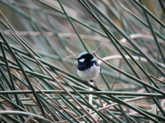 Malurus cyaneus leggei