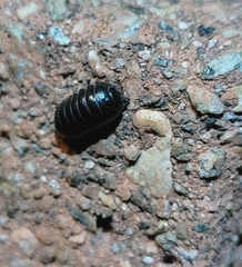 Armadillidium vulgare