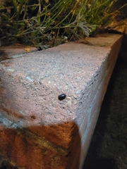 Armadillidium vulgare