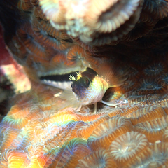 Parablennius serratolineatus