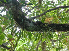 Bulbophyllum umbellatum