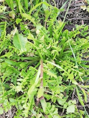 Capsella bursa-pastoris