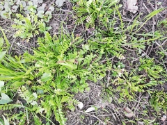 Capsella bursa-pastoris