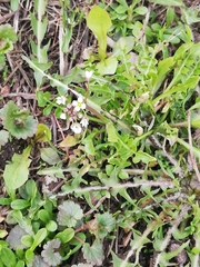 Capsella bursa-pastoris