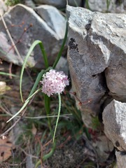 Valeriana tuberosa